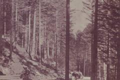 Im Hochwald - Neue Buchserberg-Strasse, Aufnahme von Friedrich Müller, Buchs, im Dezember 1908