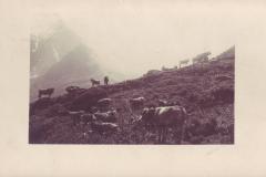 Plattenalp im Calfeisental um 1925. Unbekannter Fotograf