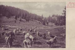 Abstieg von der Alp Gamperdon um 1910. Postkartenverlag Christian Tischhauser, Buchs, Nr. 772